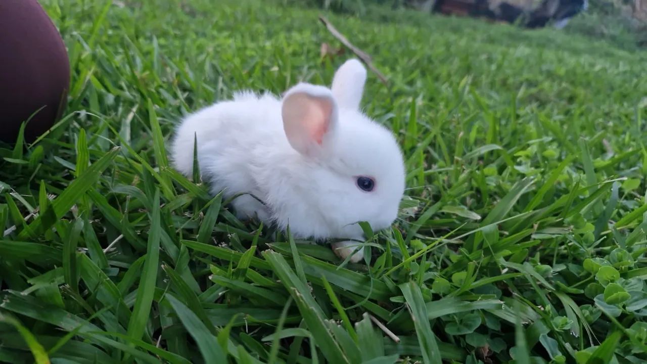Mini coelhos.( raça mini lop) - Foto 4
