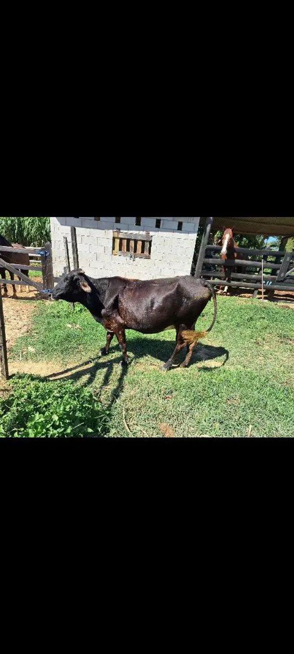 Vaca a venda - Foto 2
