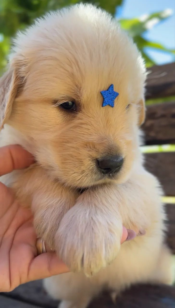 Golden Retriever  - Foto 5