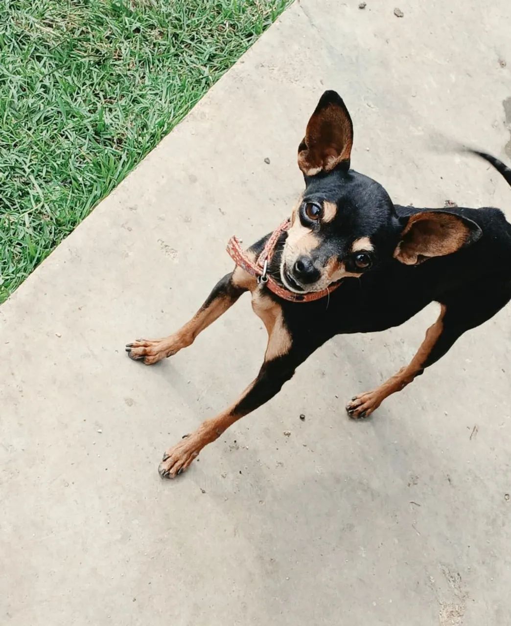 Cachorro pinscher 2 - Foto 2