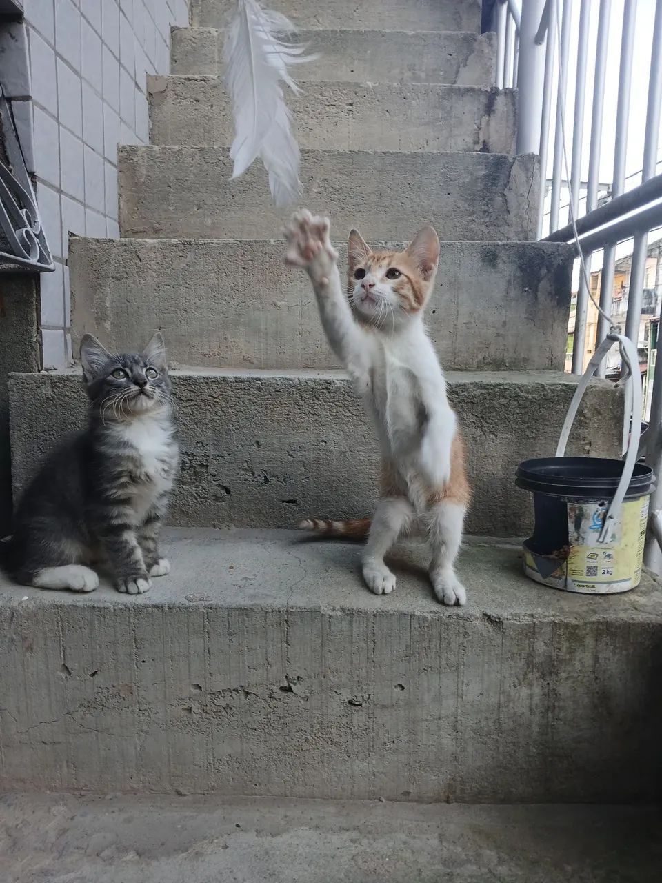 Adote um amigo felino!!! - Foto 5