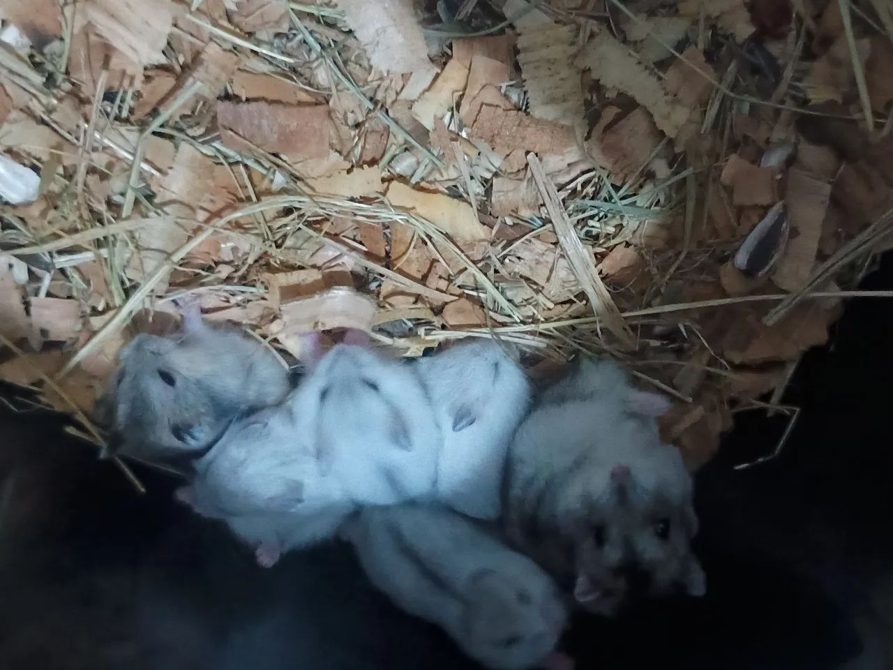 Hamisters - Foto 4