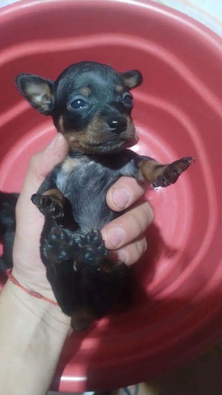 Pinscher número 1  - Foto 2