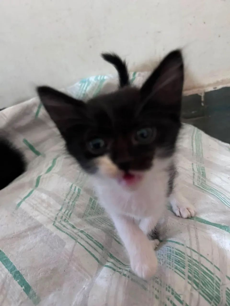 Adoção URGENTE Gatinho Filhote / Gatinhos filhotes 