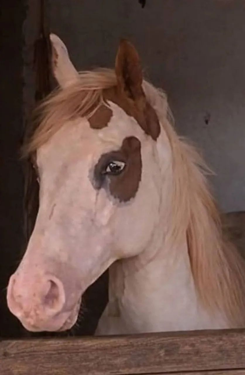 CAVALO POTRO PAINT HORSE REGISTRADO  - Foto 4