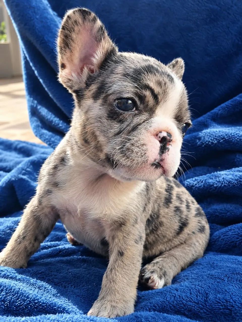 Bulldog Francês  - Foto 4