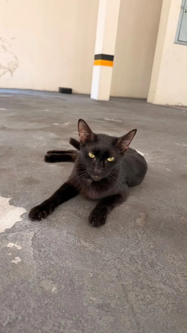 Gata Para Adoção - Foto 2