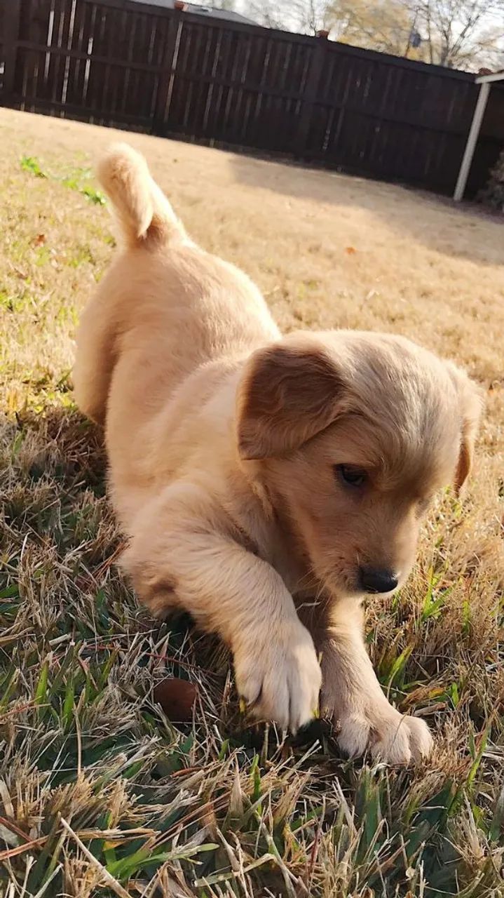 Golden adorável 