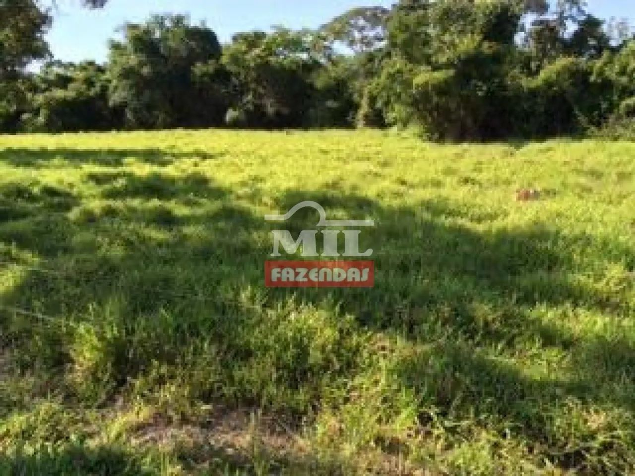 Fazenda com 45 Alqueires (218 hectares) em Ipameri - Goiás. - Foto 3