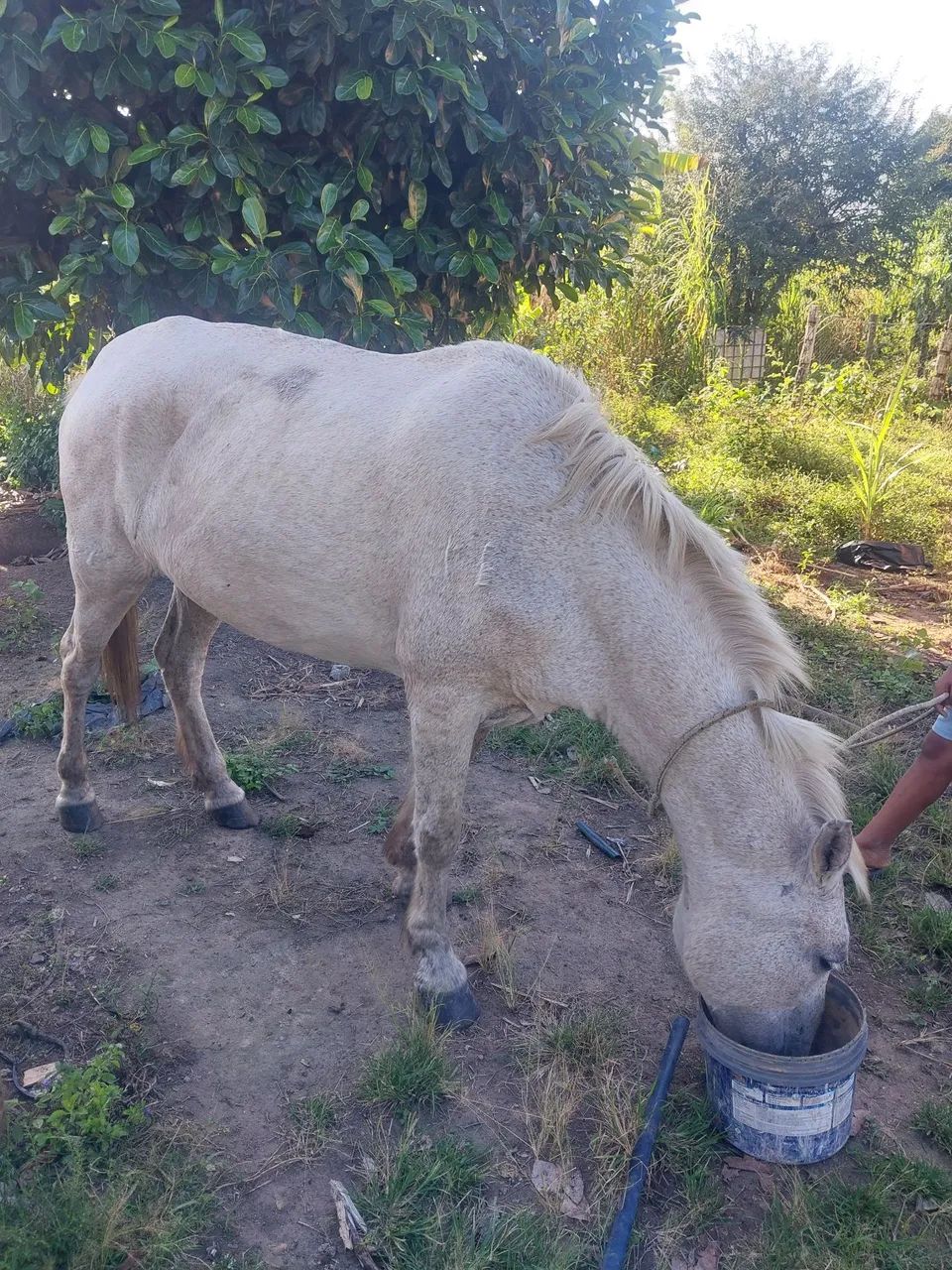 Egua a venda - Foto 3