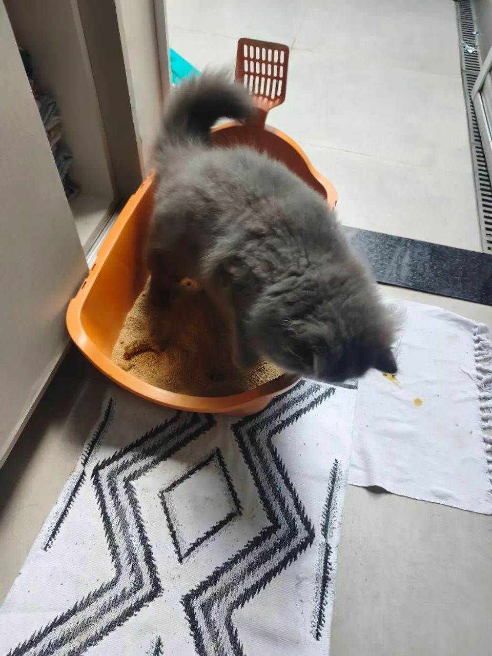 Gato Persa 5 meses 