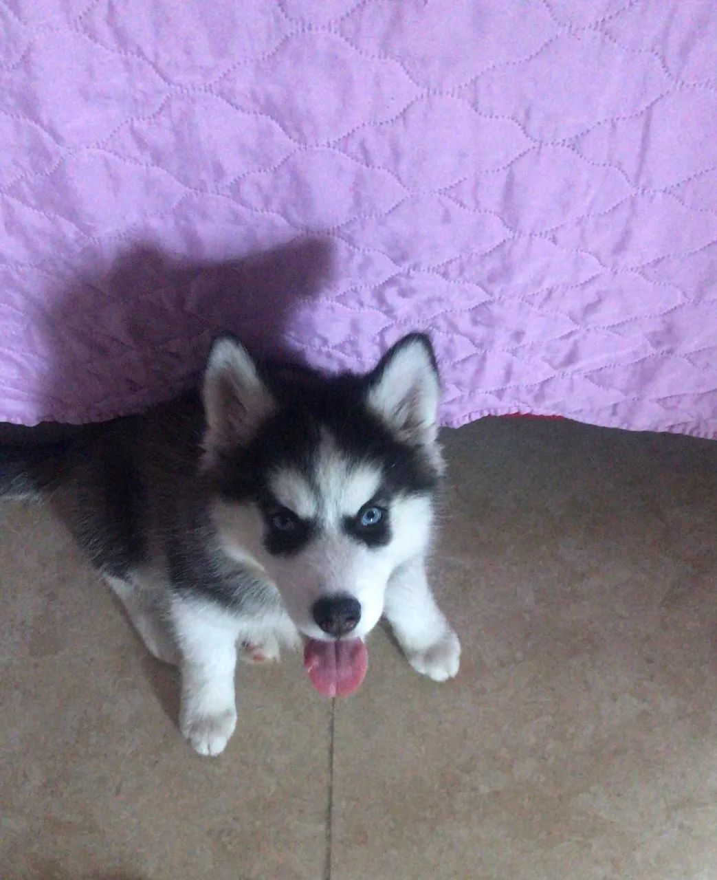 Filhotes de Husky - Foto 3