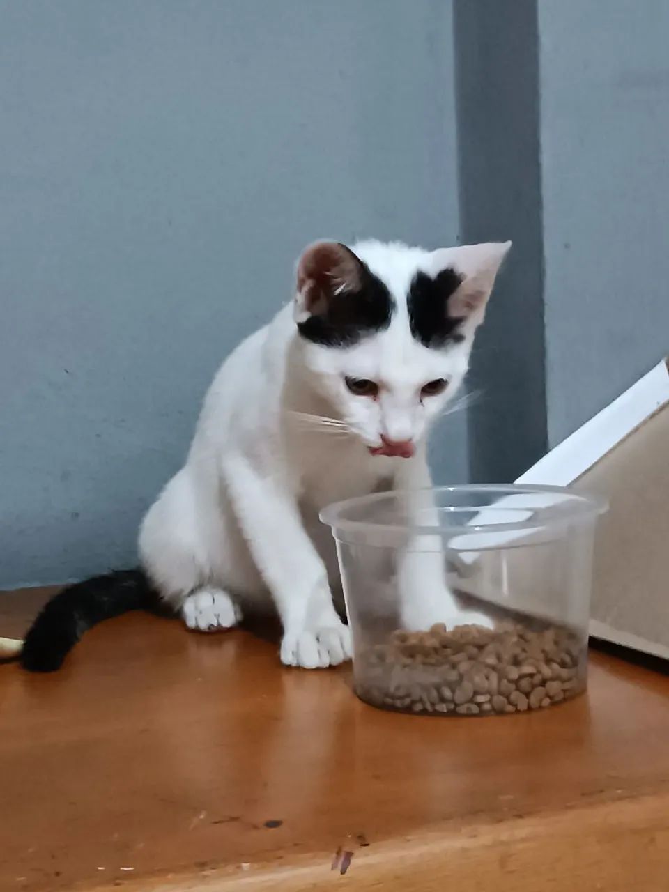 Doação responsável  - Foto 3