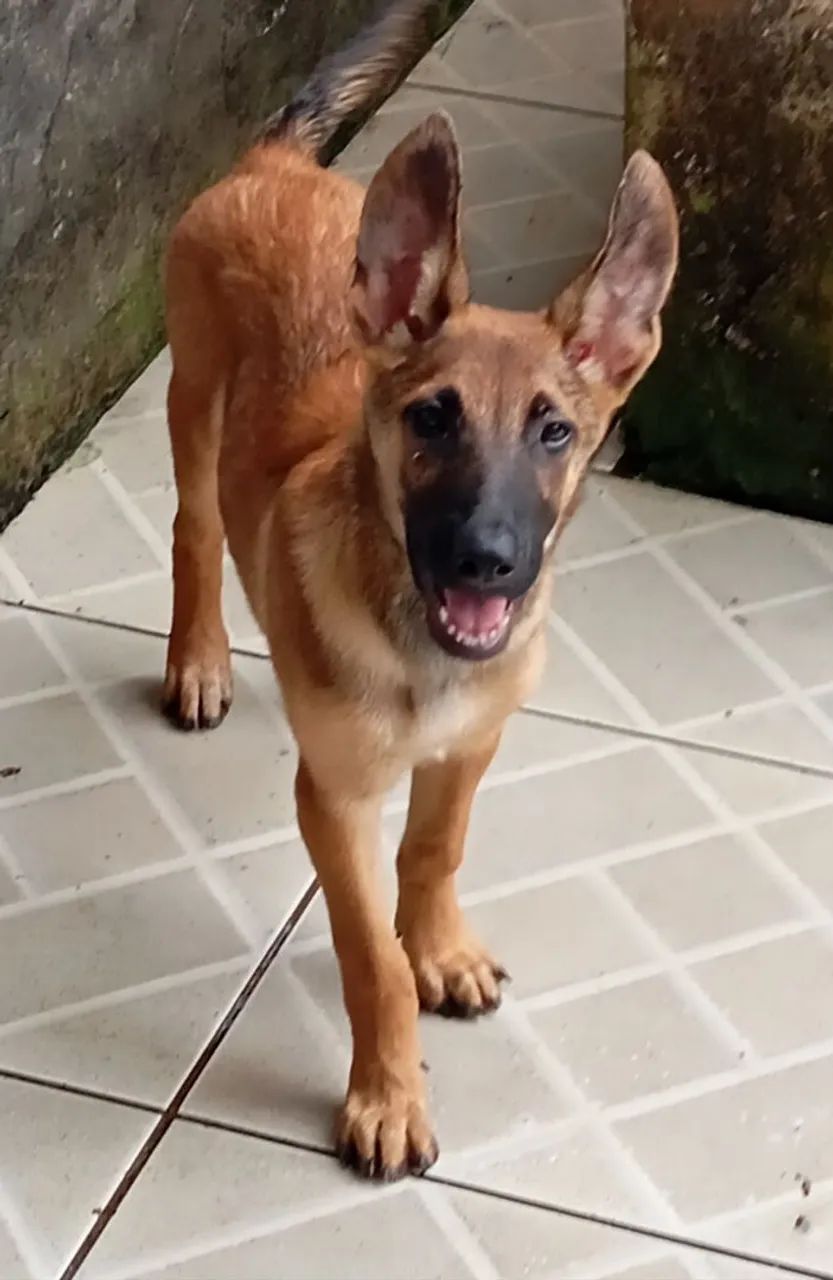 Cachorro  - Foto 4