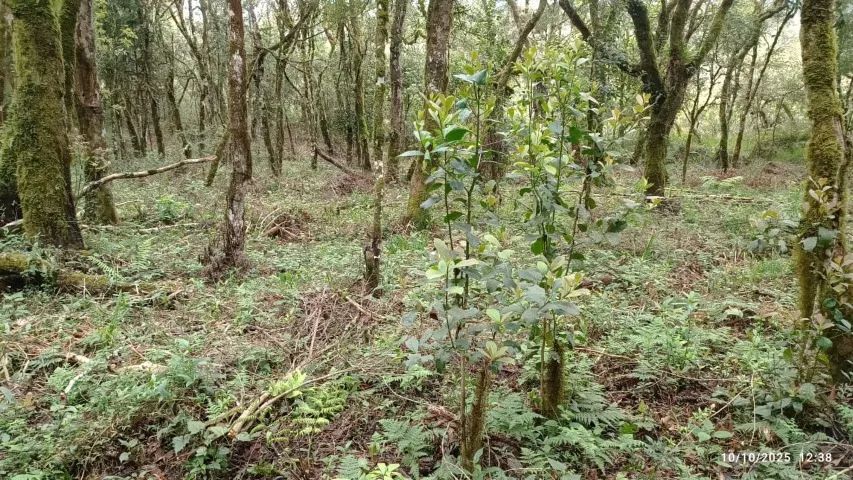 Imóvel rural com 40.000 m2 - Foto 4