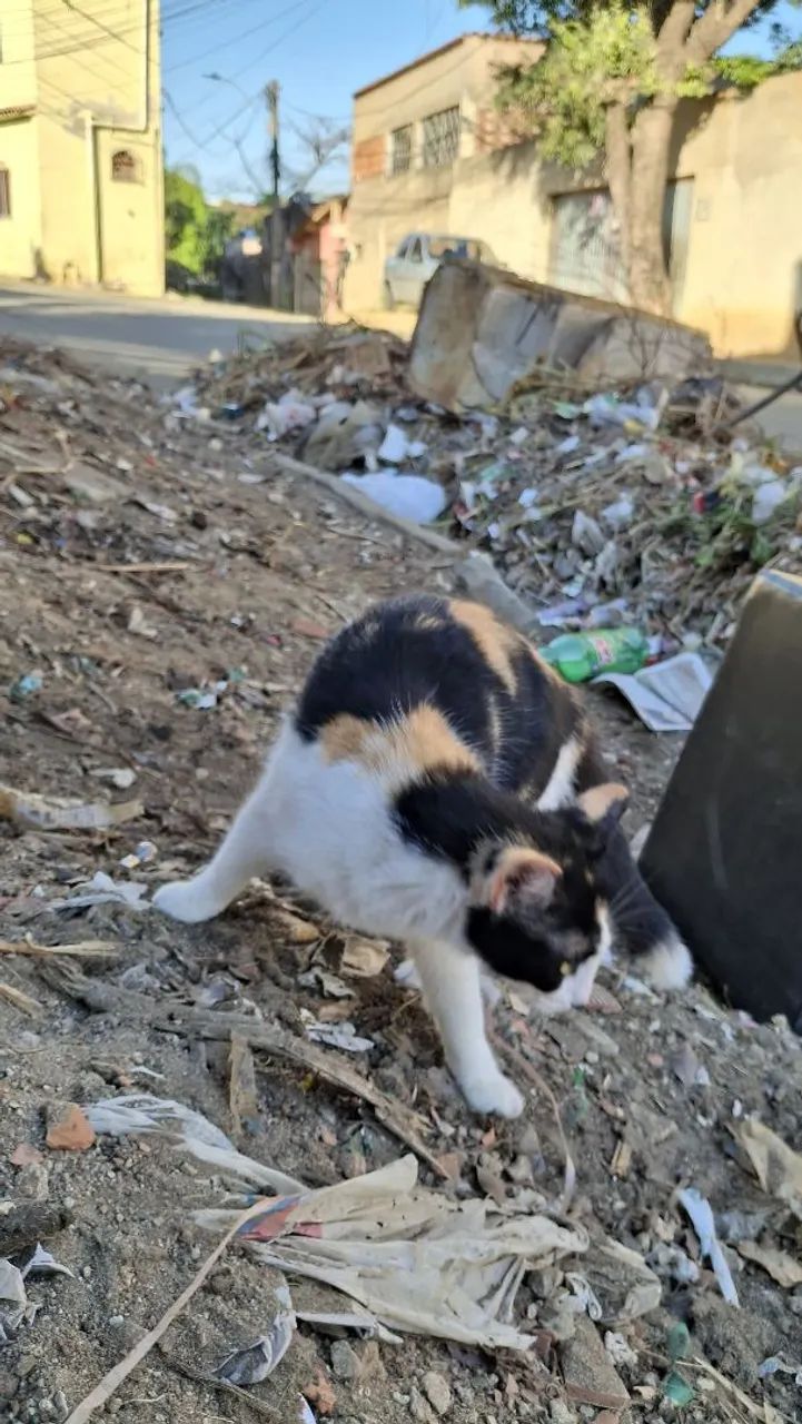 Doação de gatas - Foto 5