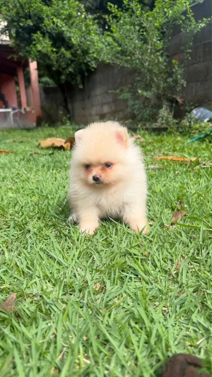 Spitz Alemão Anão  - Foto 2