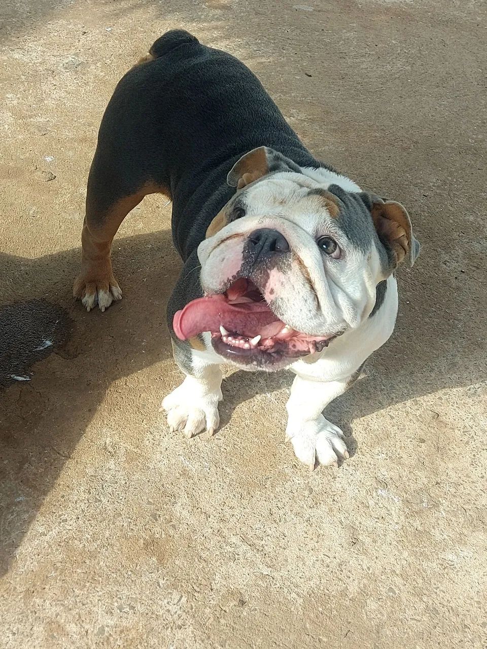 Bulldog inglês 