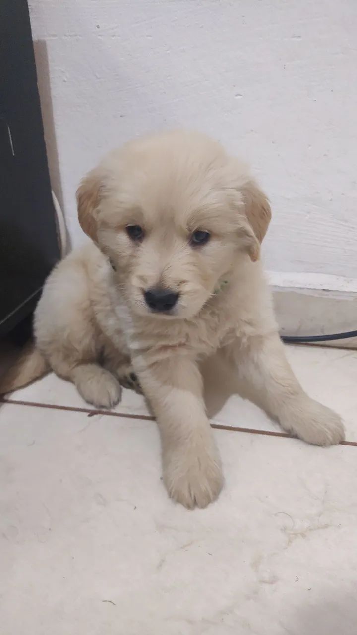 GOLDEN RETRIEVER