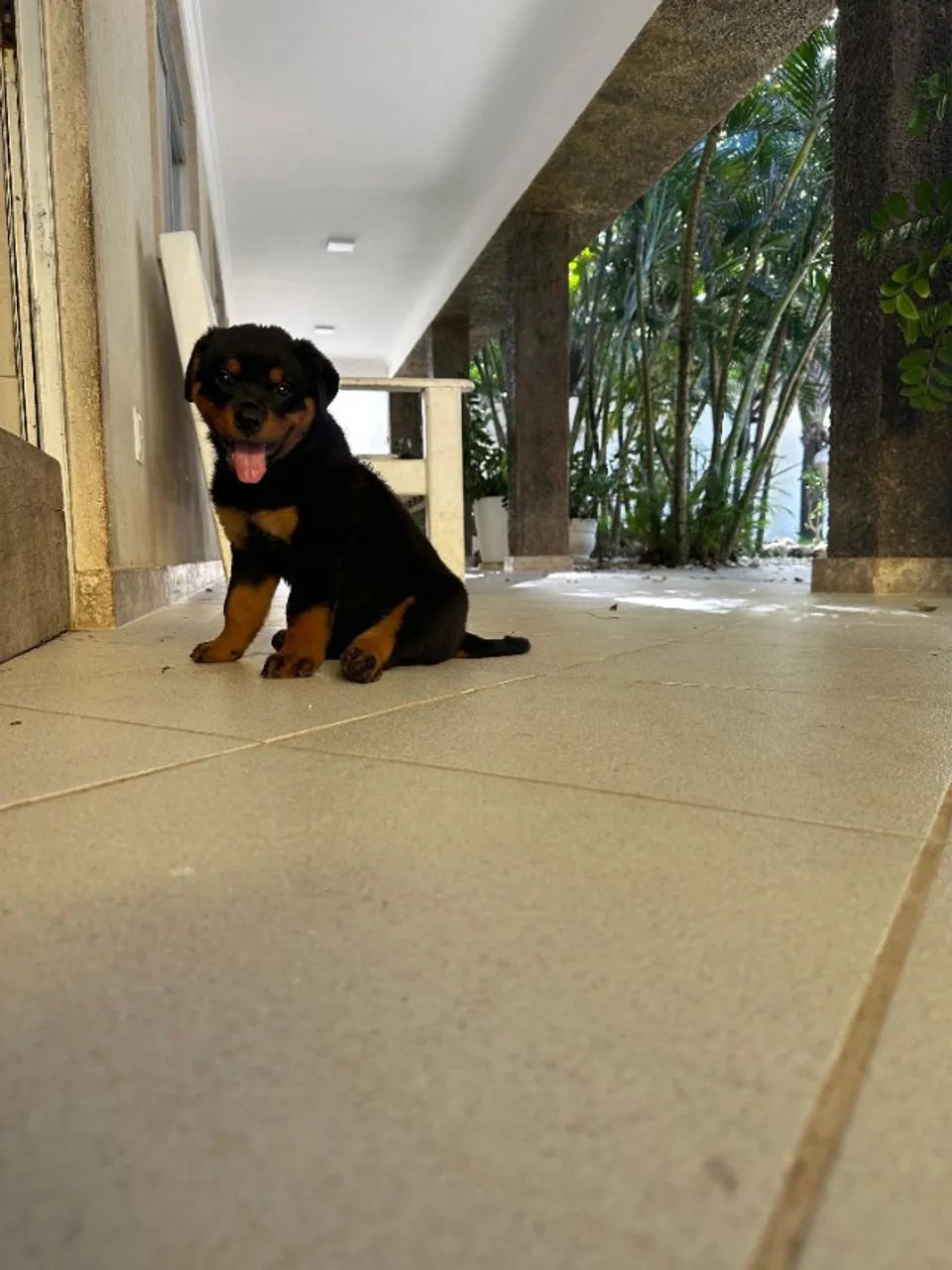 ROTTWEILER - Foto 5