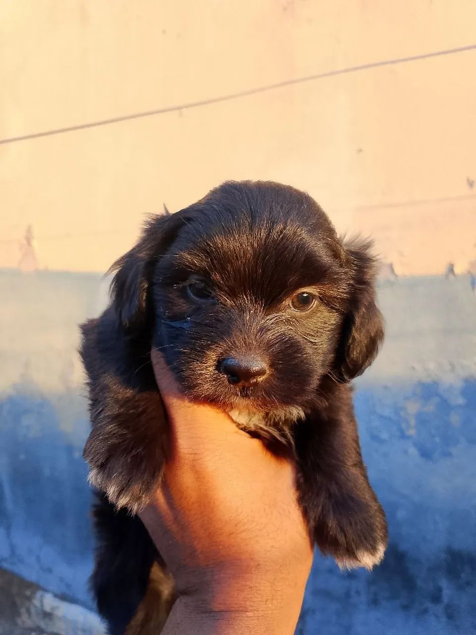 Cachorro 