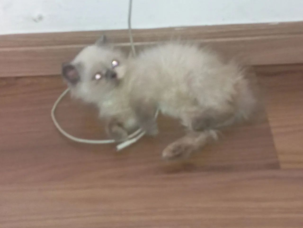 Gato persa  - Foto 3