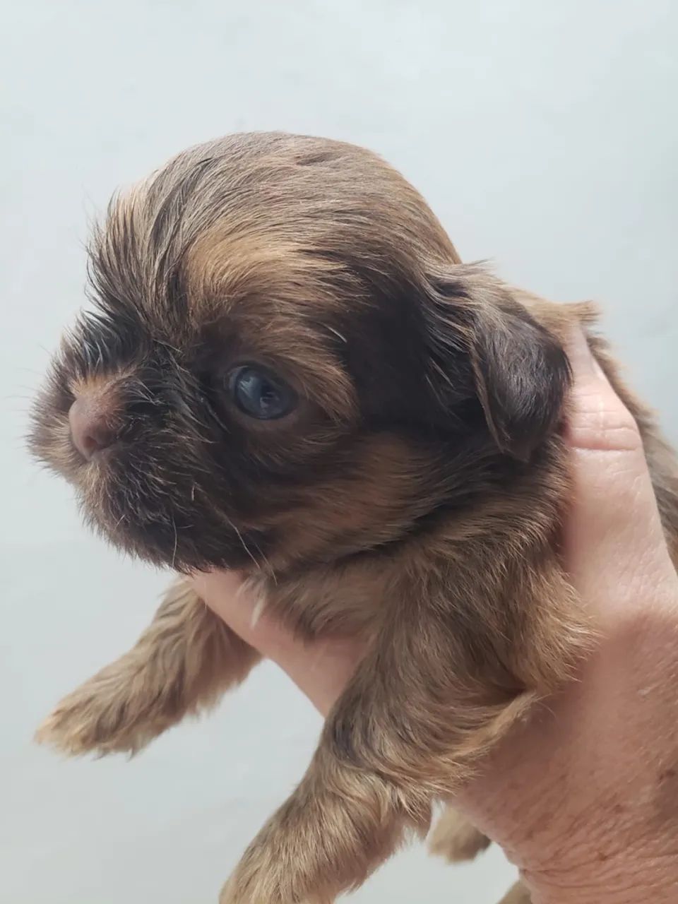 Cachorro  - Foto 2