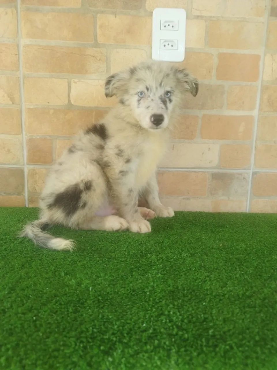 Border Collie jovens disponíveis! - Foto 5