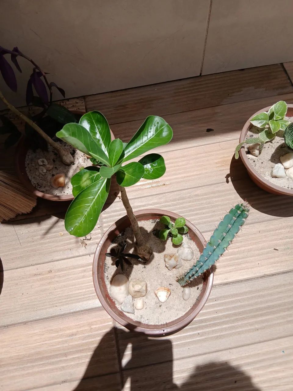 Vende-se plantas e mudas. - Foto 4
