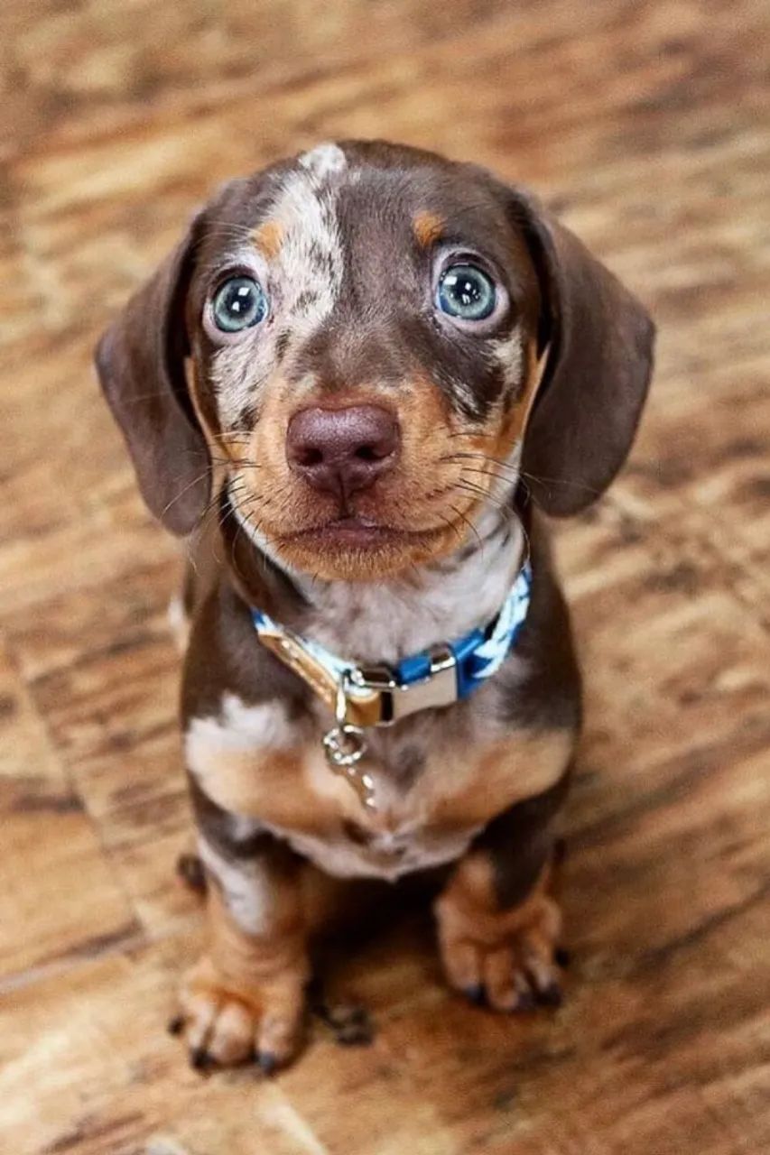 Chegou a hora de ter um novo companheiro fiel! basset daschund salsicha  - Foto 3