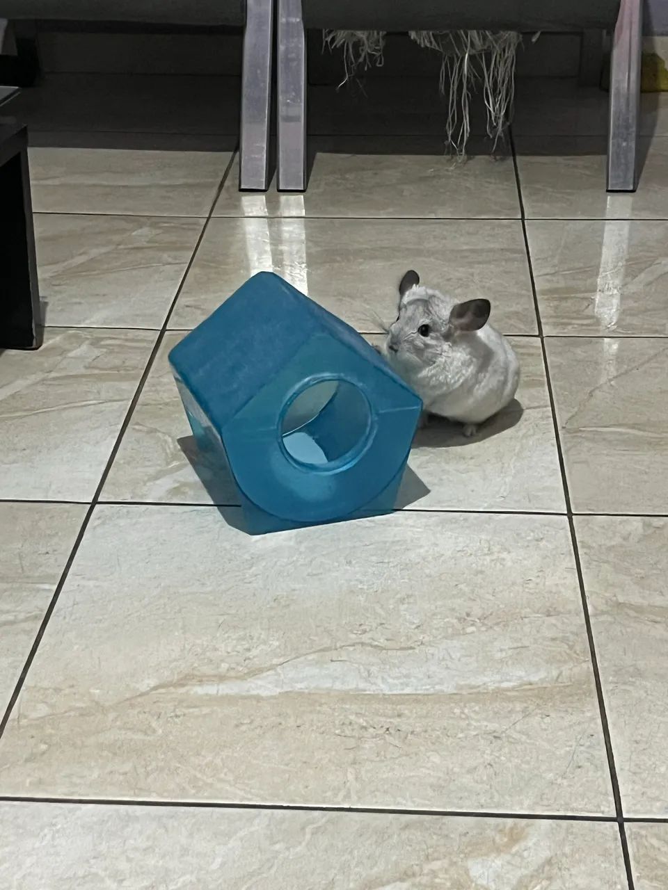 Chinchilas  - Foto 4