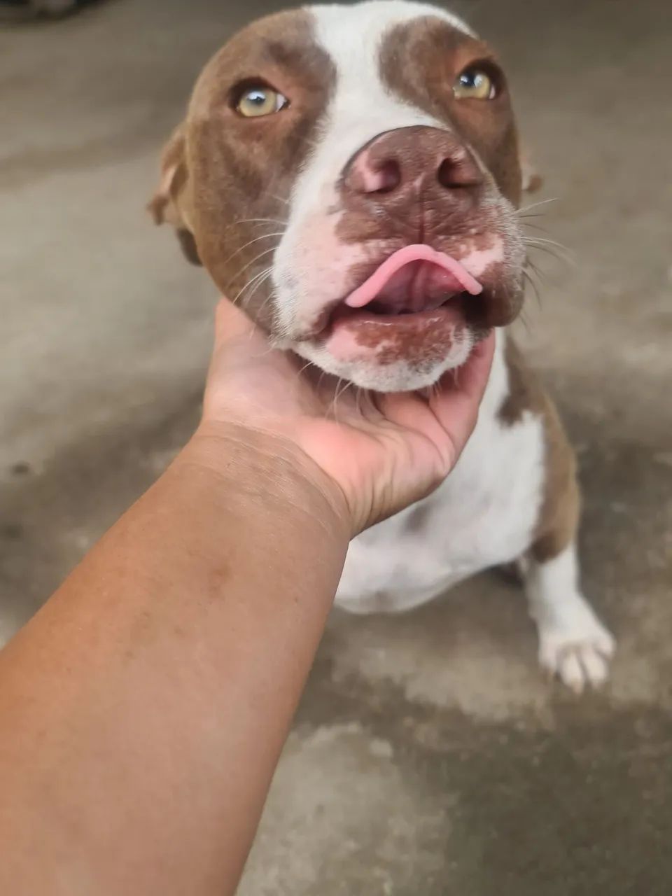 Pitbull Pura - Foto 2