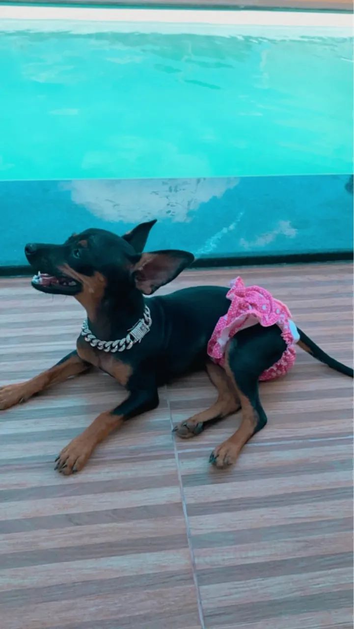 Pinscher 0 com 1 - Foto 5
