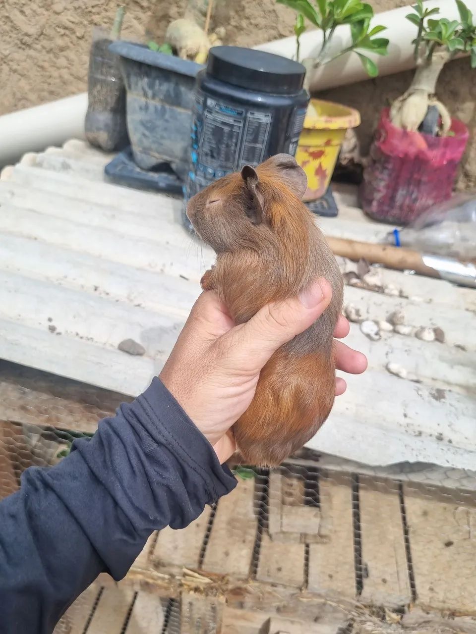 Porquinho da Índia  - Foto 3