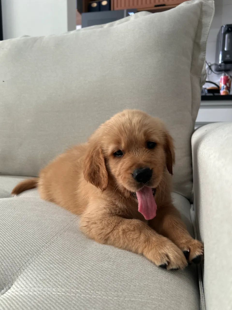 Golden Retriever  - Foto 2