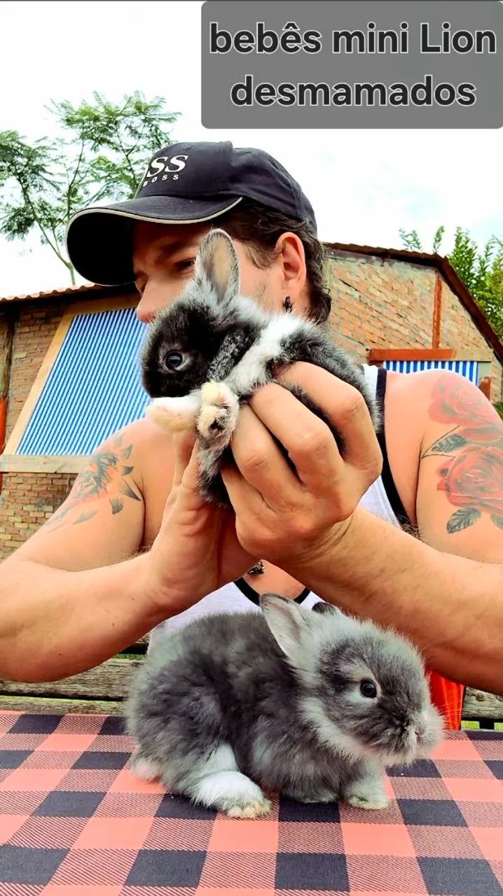 Mini Coelho Anão Lionhead Olhos Azuis - Filhotes Muito Lindos em Goiânia - Foto 6