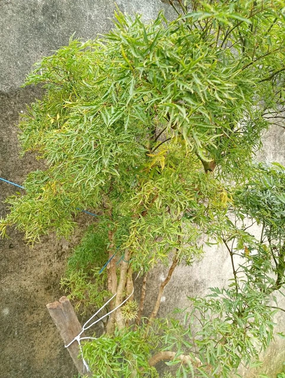 Jardineiro - Foto 4
