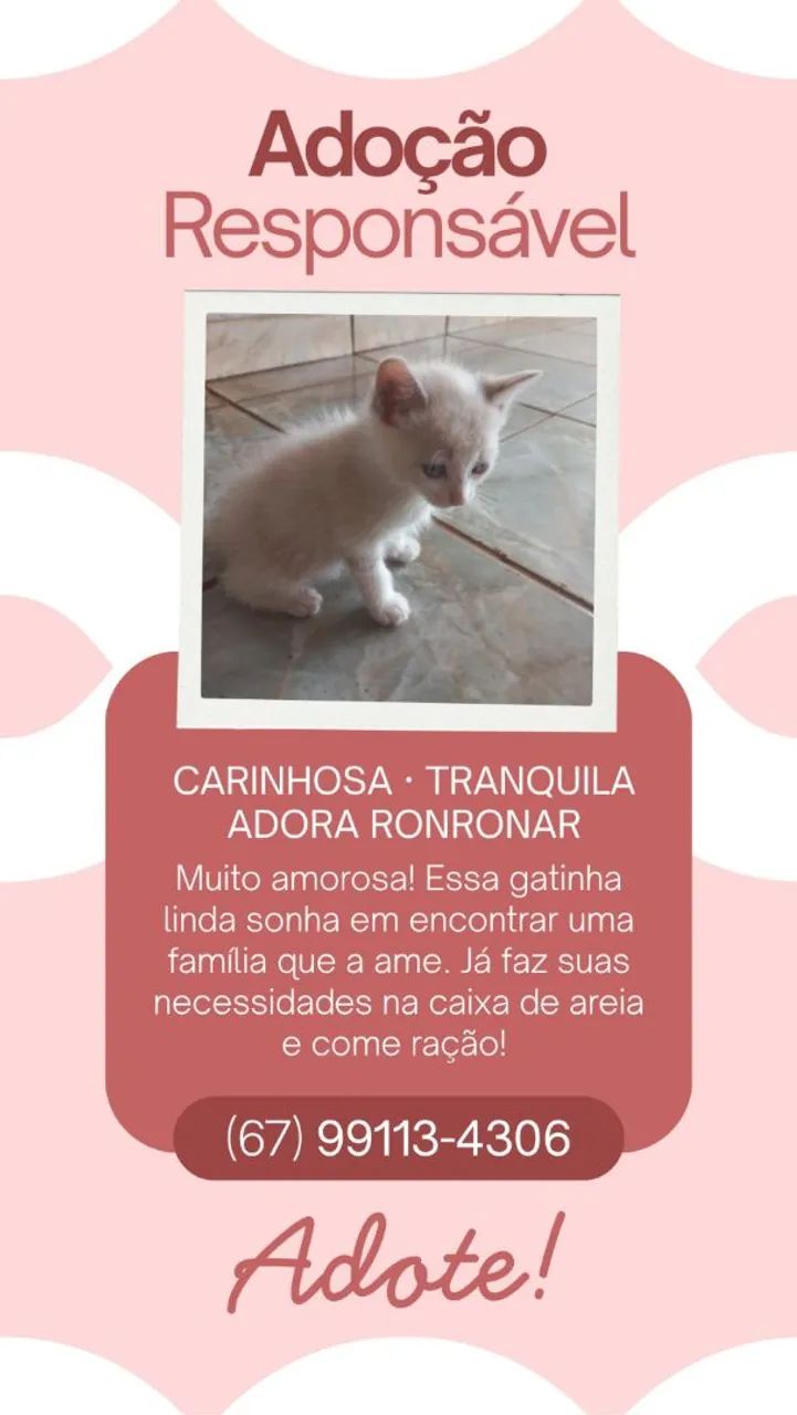 Adoção responsável  - Foto 4