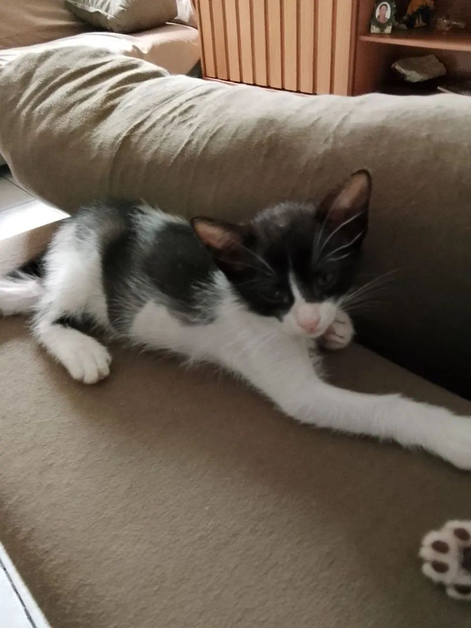 Gata para adoção responsável  - Foto 3