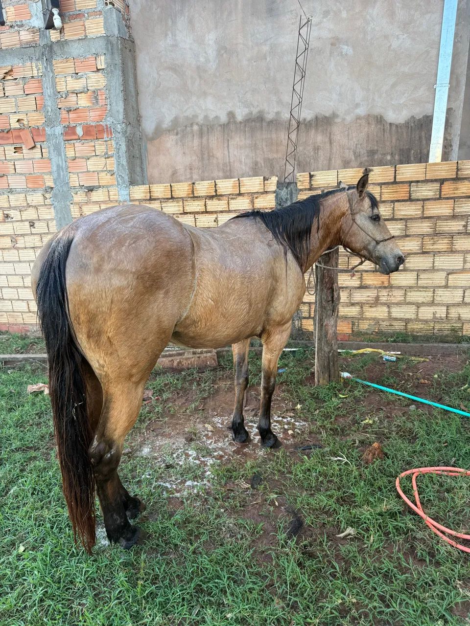 Égua QM - Foto 3