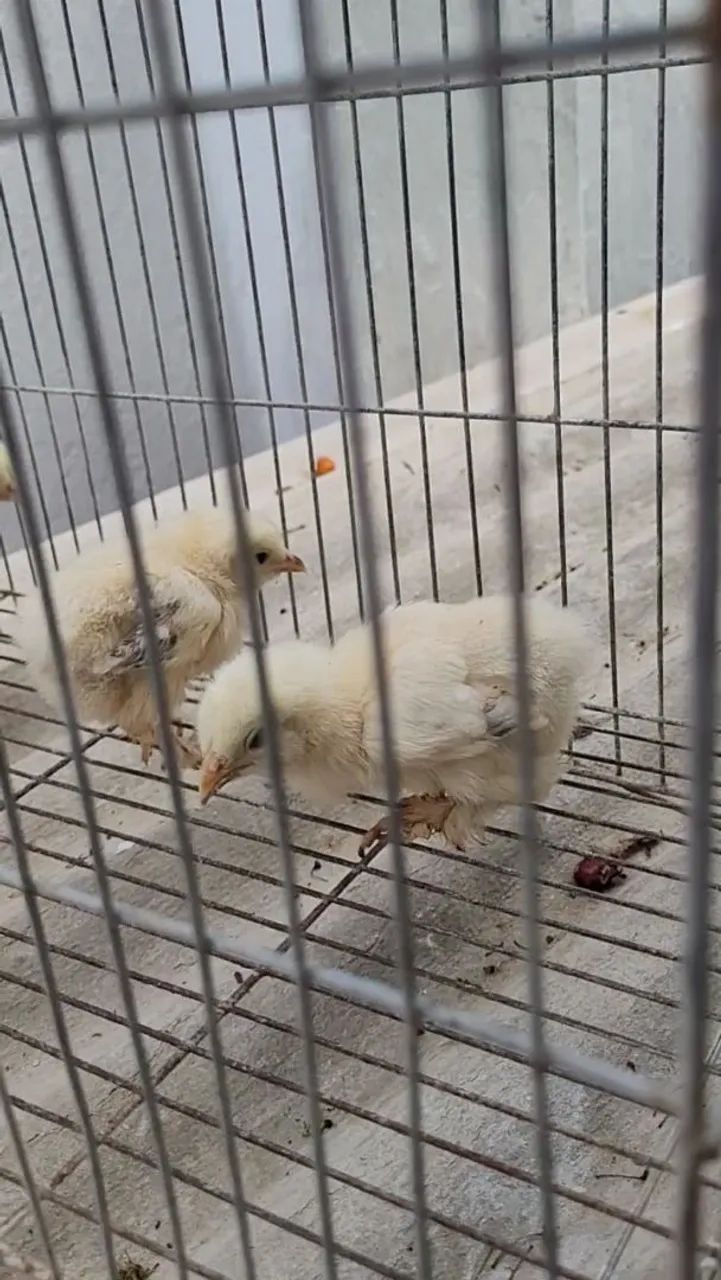 Pintos Brahma Light  - Foto 4