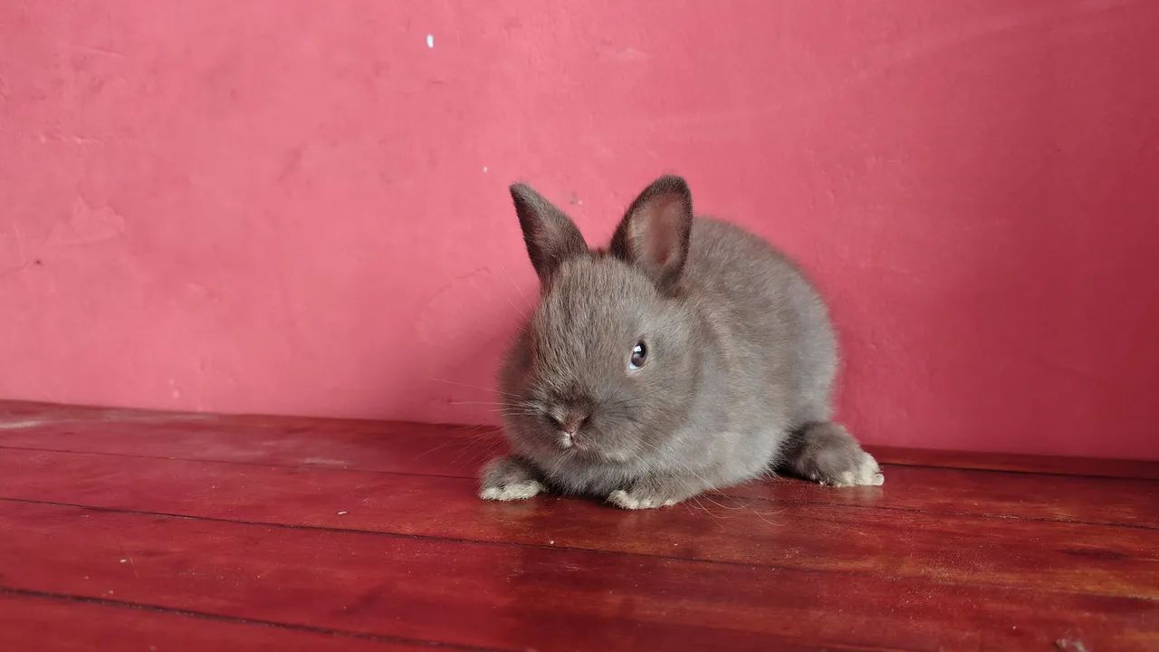 Coelho Anão Netherland  - Foto 5