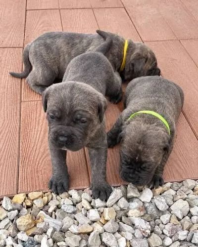 Cane corso filhotes 