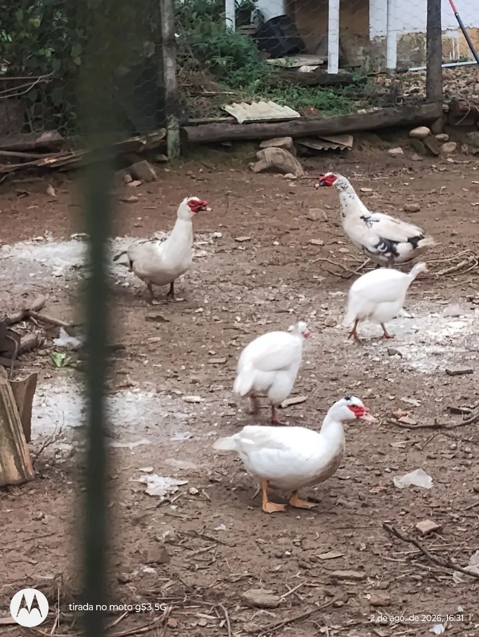 Patos e patas  - Foto 3