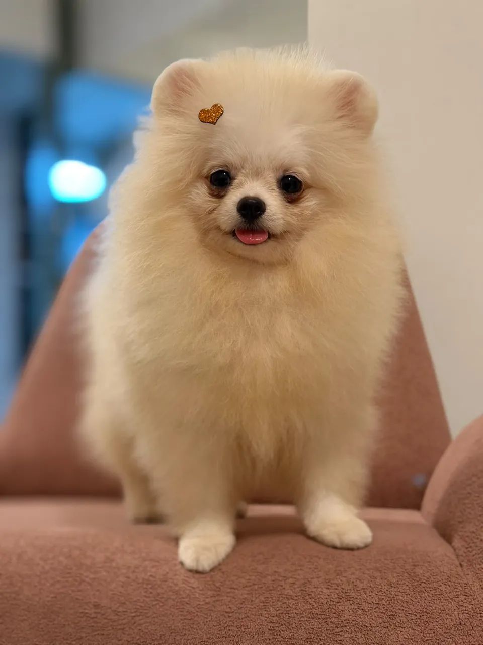 Cachorro  - Foto 2