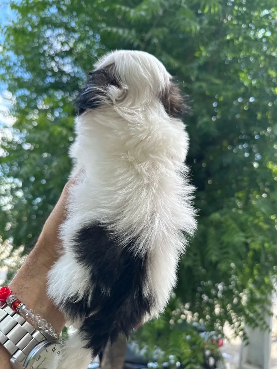 Filhotes de shihtzu  - Foto 3