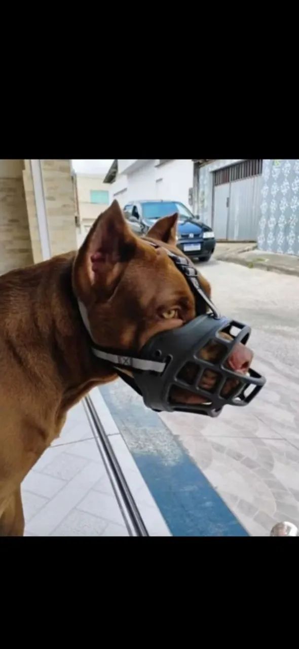 Focinheira  - Foto 2