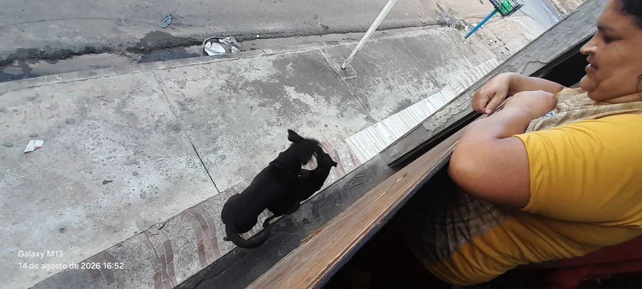 Cachorro para doação  - Foto 4