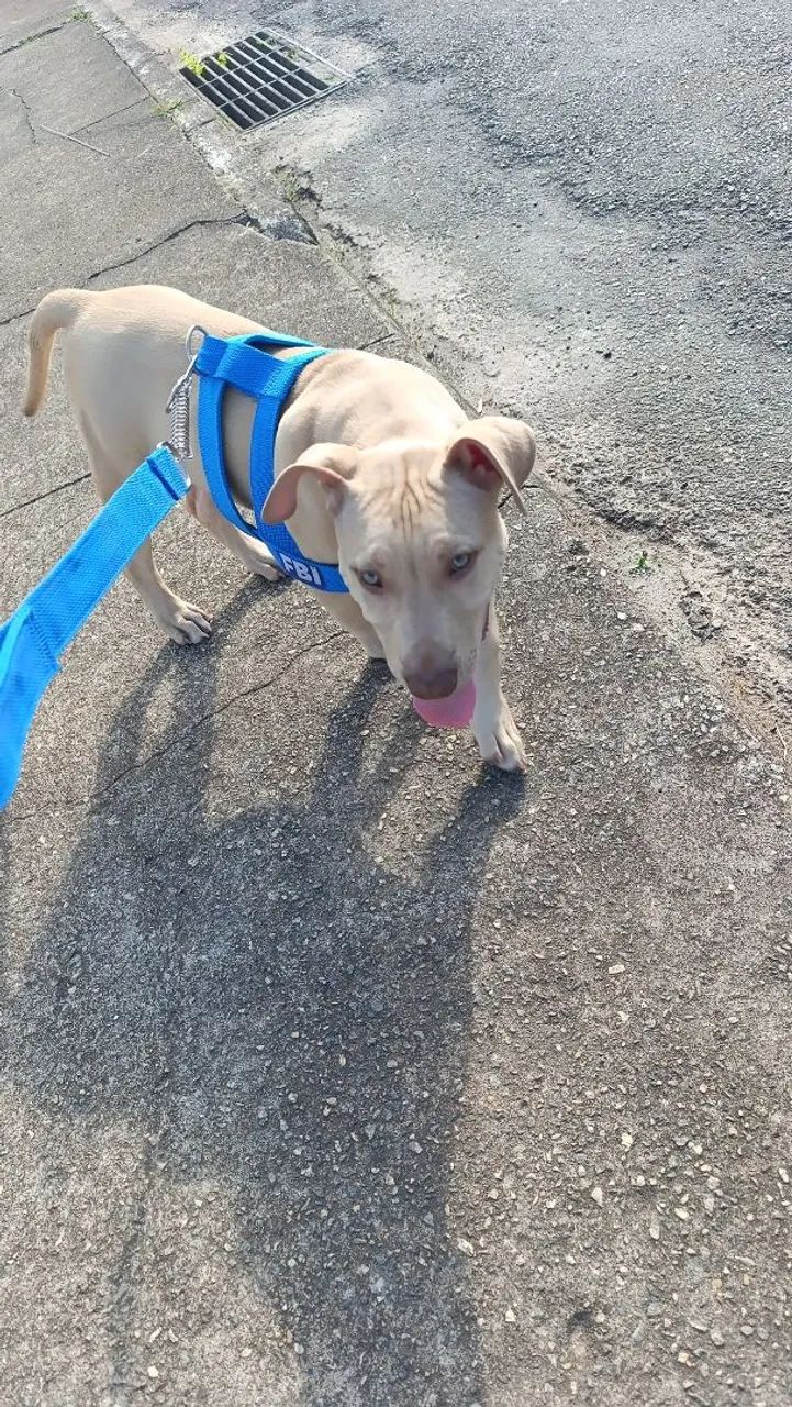 Pitbul - Foto 3