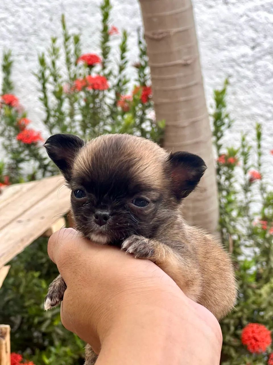 Chihuahua fêmea tamanho raridade na raça com documento  - Foto 3